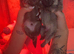 3 beautiful Pomeranian pups