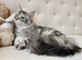 Maine Coon Champion bloodline