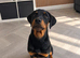 7 month old Rottweiler puppy for sale