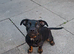 Dachshund cross French Bulldog