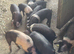 Weaners