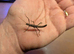 Stick Insects - Eurycantha horrida & Necroscia annulipes