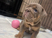 Last of the litter, NEBBR registered