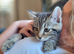 Maine Coon X kittens ready now