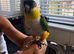 Hand tame black headed caique