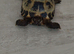 Horsefield tortoise and set up