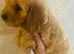 Adorable Cavapoo puppies