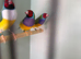 gouldian finches for sale