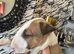 English bull terrier puppies