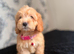 Adorable puppies