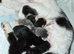 4 kittens ready to leave in 2 weeks