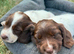 Springer spaniel pups