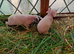 Assorted Skinny pigs for sale 2026