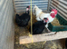 Trio naked neck large chickens