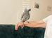 10 years old really tame African grey