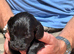 Gorgeous cocker spaniels for sale