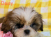 Shih Tzu puppy's