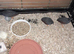 Chinese painted quail