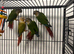 Hand Reared Stunning Young Conures
