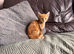 Beautiful kittens