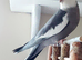 MALE silly tame Cockatiel