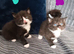 6 adorable kittens ready in 2 weeks