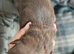 5 Imperial Puppies