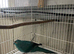Kakariki’s parents available