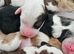 Bernedoodle F1B