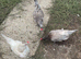 3 friendly chicken for sale