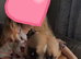 Beautiful American Bulldog Cross &ndash; Nala Looking for Her Forever Home