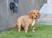 Beautiful Cockerlierpoo puppies for sale