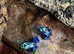 Azureus Dart frogs