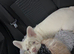 Pink rope French bulldog for rehome