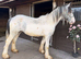 Gorgeous Shire x Cob Colt