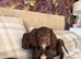Chocolate cocker spaniels puppies