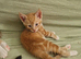 Adorable kittens ready for a new home 7th September mixed prices