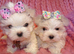 ***Exquisite Micro Tiny Teacup KC Registered Maltese Puppies***