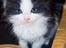 Three beautiful female kittens looking for loving forever homes.