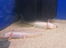 Stunning Pink Axolotls