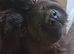 Chow chow female 3 years old