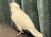 Umbrella Cockatoo 2years Male