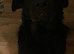 Loving male Shepherd cross