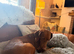 Lovely family, Dog looking for a Home
