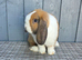 Beautiful Mini Lop Rabbit