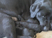 Black Labrador Puppies