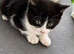 Beautiful Kittens Looking for Loving Homes