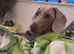 2 year old merle Dachshund