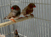 Wanted female zebra finches