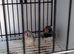 2 pair of zebra finches
